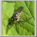 Neoitamus cyanurus - Raubfliege w04.jpg